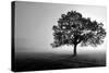 Tree in Mist-null-Stretched Canvas