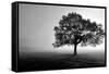 Tree in Mist-null-Framed Stretched Canvas