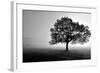 Tree in Mist-null-Framed Photographic Print