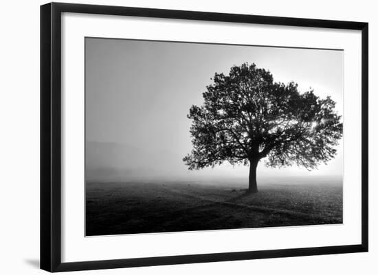 Tree in Mist-null-Framed Photographic Print