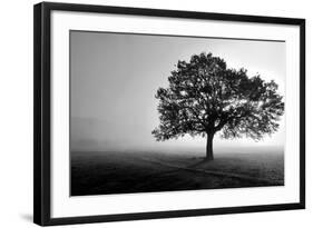 Tree in Mist-null-Framed Photographic Print