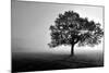 Tree in Mist-null-Mounted Photographic Print