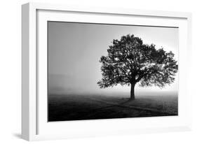Tree in Mist-null-Framed Photographic Print