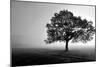 Tree in Mist-null-Mounted Photographic Print