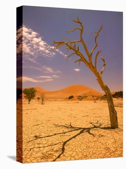 Tree in Namib Desert, Namibia-Walter Bibikow-Stretched Canvas