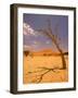 Tree in Namib Desert, Namibia-Walter Bibikow-Framed Photographic Print