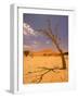 Tree in Namib Desert, Namibia-Walter Bibikow-Framed Photographic Print