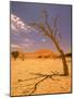 Tree in Namib Desert, Namibia-Walter Bibikow-Mounted Photographic Print