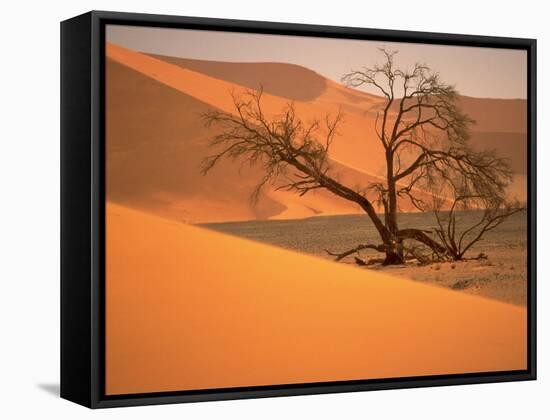 Tree in Namibia Desert, Namibia, Africa-Walter Bibikow-Framed Stretched Canvas