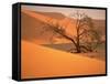 Tree in Namibia Desert, Namibia, Africa-Walter Bibikow-Framed Stretched Canvas