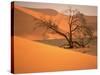 Tree in Namibia Desert, Namibia, Africa-Walter Bibikow-Stretched Canvas