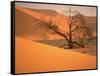 Tree in Namibia Desert, Namibia, Africa-Walter Bibikow-Framed Stretched Canvas