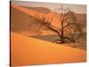 Tree in Namibia Desert, Namibia, Africa-Walter Bibikow-Stretched Canvas