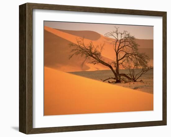 Tree in Namibia Desert, Namibia, Africa-Walter Bibikow-Framed Premium Photographic Print