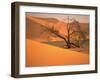 Tree in Namibia Desert, Namibia, Africa-Walter Bibikow-Framed Premium Photographic Print