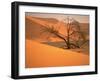 Tree in Namibia Desert, Namibia, Africa-Walter Bibikow-Framed Premium Photographic Print