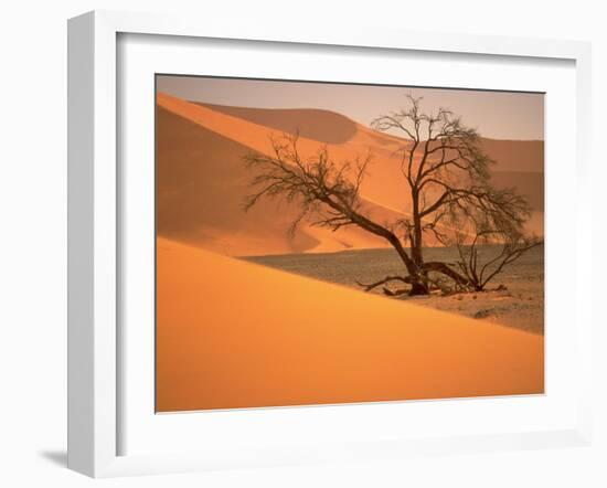 Tree in Namibia Desert, Namibia, Africa-Walter Bibikow-Framed Premium Photographic Print