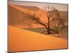 Tree in Namibia Desert, Namibia, Africa-Walter Bibikow-Mounted Premium Photographic Print