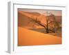 Tree in Namibia Desert, Namibia, Africa-Walter Bibikow-Framed Photographic Print