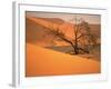 Tree in Namibia Desert, Namibia, Africa-Walter Bibikow-Framed Photographic Print