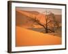 Tree in Namibia Desert, Namibia, Africa-Walter Bibikow-Framed Photographic Print