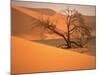 Tree in Namibia Desert, Namibia, Africa-Walter Bibikow-Mounted Photographic Print