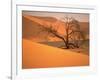 Tree in Namibia Desert, Namibia, Africa-Walter Bibikow-Framed Photographic Print