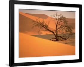 Tree in Namibia Desert, Namibia, Africa-Walter Bibikow-Framed Photographic Print