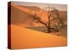 Tree in Namibia Desert, Namibia, Africa-Walter Bibikow-Stretched Canvas