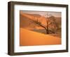 Tree in Namibia Desert, Namibia, Africa-Walter Bibikow-Framed Photographic Print