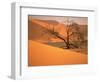 Tree in Namibia Desert, Namibia, Africa-Walter Bibikow-Framed Photographic Print
