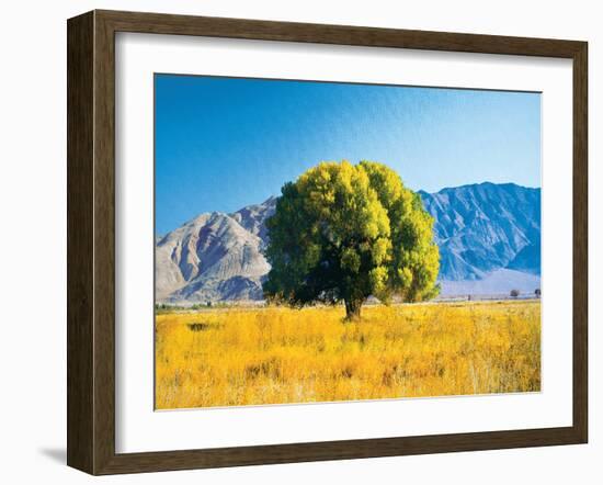Tree in Pasture-unknown Williams-Framed Art Print