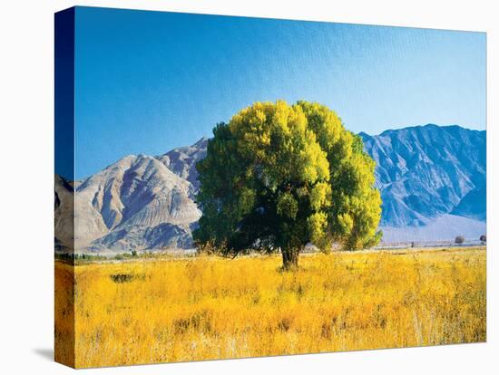 Tree in Pasture-unknown Williams-Stretched Canvas