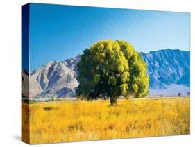 Tree in Pasture-unknown Williams-Stretched Canvas