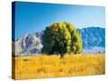 Stretched Canvas