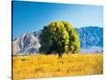 Stretched Canvas