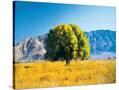 Stretched Canvas