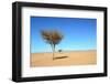 Tree in Sahara Desert in Morocco near Mhamid-Procyk Radek-Framed Photographic Print