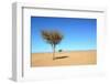 Tree in Sahara Desert in Morocco near Mhamid-Procyk Radek-Framed Photographic Print