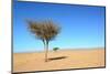 Tree in Sahara Desert in Morocco near Mhamid-Procyk Radek-Mounted Photographic Print