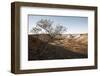 Tree in scenery with Coober Pedy, outback Australia-Rasmus Kaessmann-Framed Photographic Print