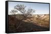 Tree in scenery with Coober Pedy, outback Australia-Rasmus Kaessmann-Framed Stretched Canvas