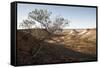 Tree in scenery with Coober Pedy, outback Australia-Rasmus Kaessmann-Framed Stretched Canvas