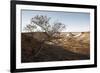 Tree in scenery with Coober Pedy, outback Australia-Rasmus Kaessmann-Framed Photographic Print