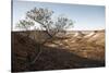 Tree in scenery with Coober Pedy, outback Australia-Rasmus Kaessmann-Stretched Canvas