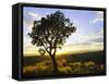 Tree in Silhouette at Sunrise, Daan Viljoen Game Park, Near Windhoek, Namibia-Lee Frost-Framed Stretched Canvas
