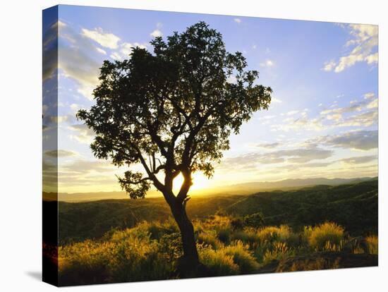 Tree in Silhouette at Sunrise, Daan Viljoen Game Park, Near Windhoek, Namibia-Lee Frost-Stretched Canvas