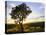 Tree in Silhouette at Sunrise, Daan Viljoen Game Park, Near Windhoek, Namibia-Lee Frost-Stretched Canvas