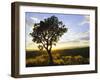 Tree in Silhouette at Sunrise, Daan Viljoen Game Park, Near Windhoek, Namibia-Lee Frost-Framed Photographic Print