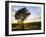 Tree in Silhouette at Sunrise, Daan Viljoen Game Park, Near Windhoek, Namibia-Lee Frost-Framed Photographic Print